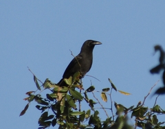 Corvus jamaicensis