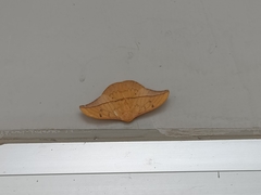 Cricula trifenestrata