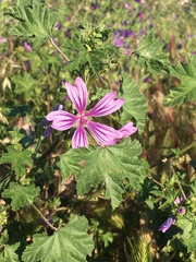Malva sylvestris