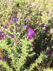 Malva sylvestris