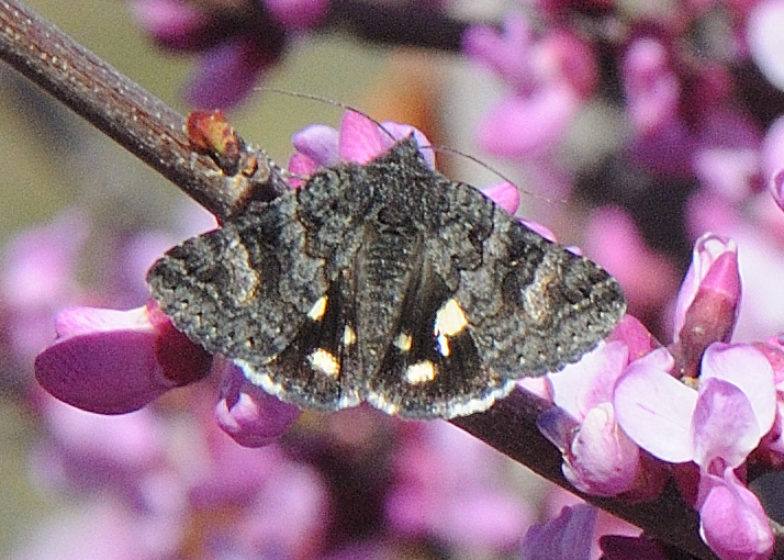 Litocala