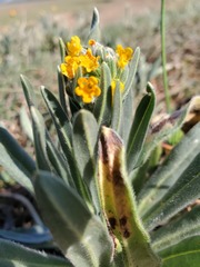 Amsinckia lycopsoides