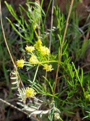 Lomatium caruifolium denticulatum