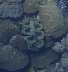 Tridacninae