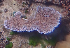 Acropora hyacinthus