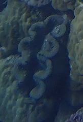 Tridacninae
