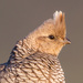 Scaled Quail - Photo (c) Greg Lasley, some rights reserved (CC BY-NC), uploaded by Greg Lasley