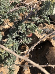 Hererolandia pearsonii