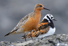 Red Knot photo 5