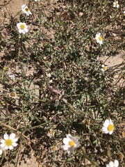 Coreocarpus sonoranus