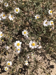 Coreocarpus sonoranus