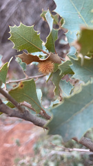 Cynips acraspiformis