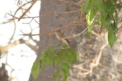 Muscicapa striata