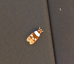 Piloprepes aemulella
