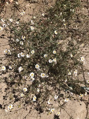 Coreocarpus sonoranus