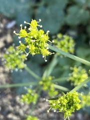 Lomatium lucidum