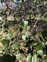 Quercus wislizeni wislizeni