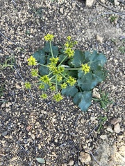 Lomatium lucidum
