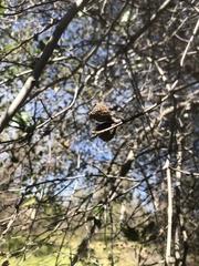 Quercus wislizeni wislizeni