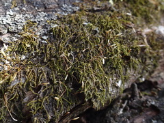 Amblystegium