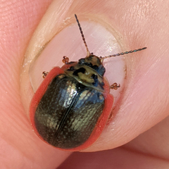 Paropsisterna agricola