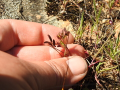 Trifolium variegatum
