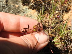 Trifolium variegatum