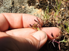 Trifolium variegatum