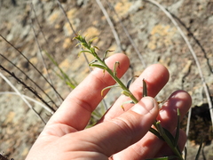 Erigeron biolettii