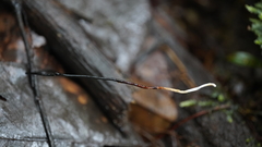 Polyporus guianensis