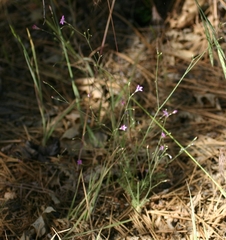 Saltugilia splendens