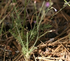 Saltugilia splendens
