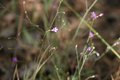 Saltugilia splendens