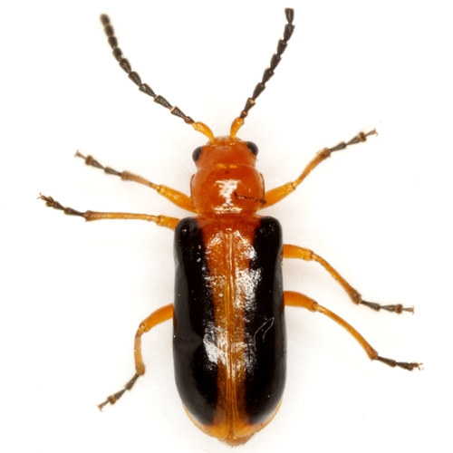 Phyllobrotica limbata (Fabricius, 1801)