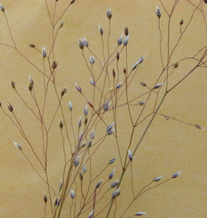 Aira elegans