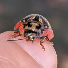 Paropsisterna agricola