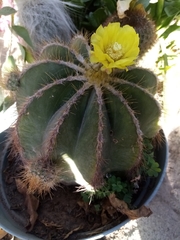 Parodia magnifica
