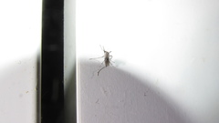 Aedes aegypti