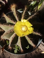 Parodia magnifica