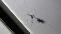 Aedes aegypti