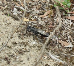Sphex luctuosus