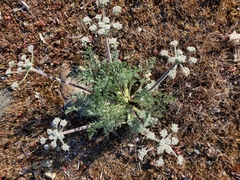 Lomatium dasycarpum tomentosum