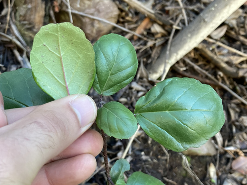 Evergreen Currant foliage