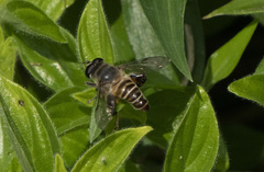 Mallota curvigaster