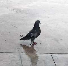 Columba livia domestica