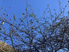 Fremontodendron mexicanum