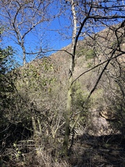 Fremontodendron mexicanum