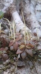 Peperomia sanjoseana
