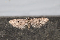 Eupithecia annulata
