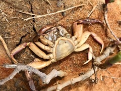 Paragrapsus gaimardii